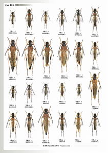日本産カミキリムシ大図鑑 むし社